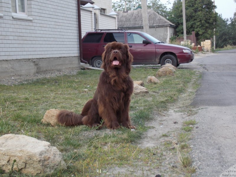 Фото: ньюфаундленд Хохотушка с Берега Дона (Hohotushka s Berega Dona)