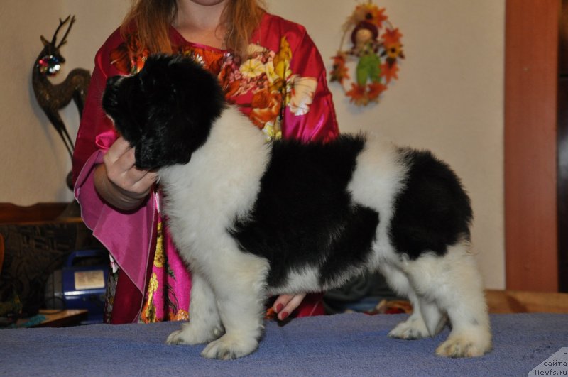 Фото: Кара Аюлар