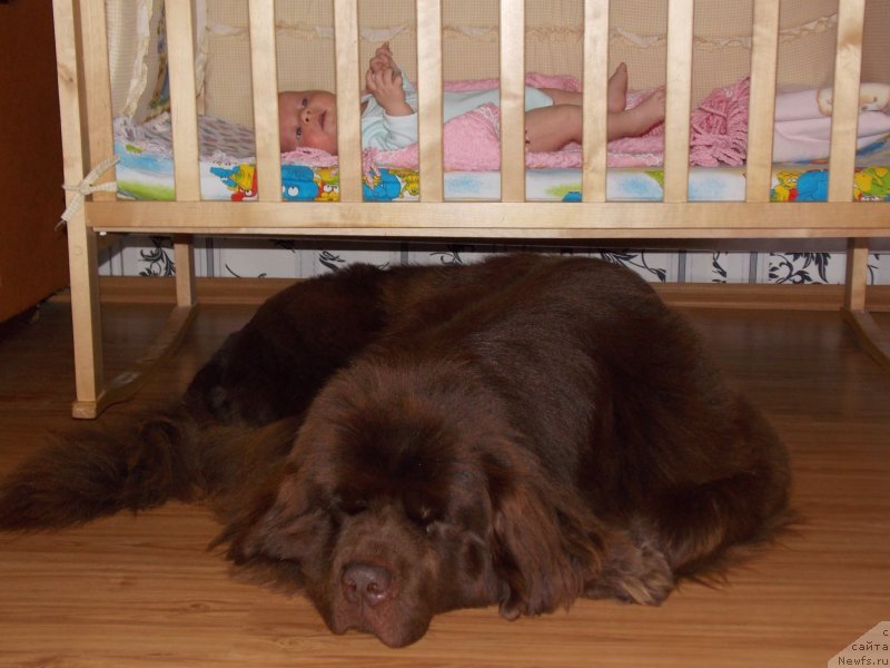 Фото: ньюфаундленд Хохотушка с Берега Дона (Hohotushka s Berega Dona)