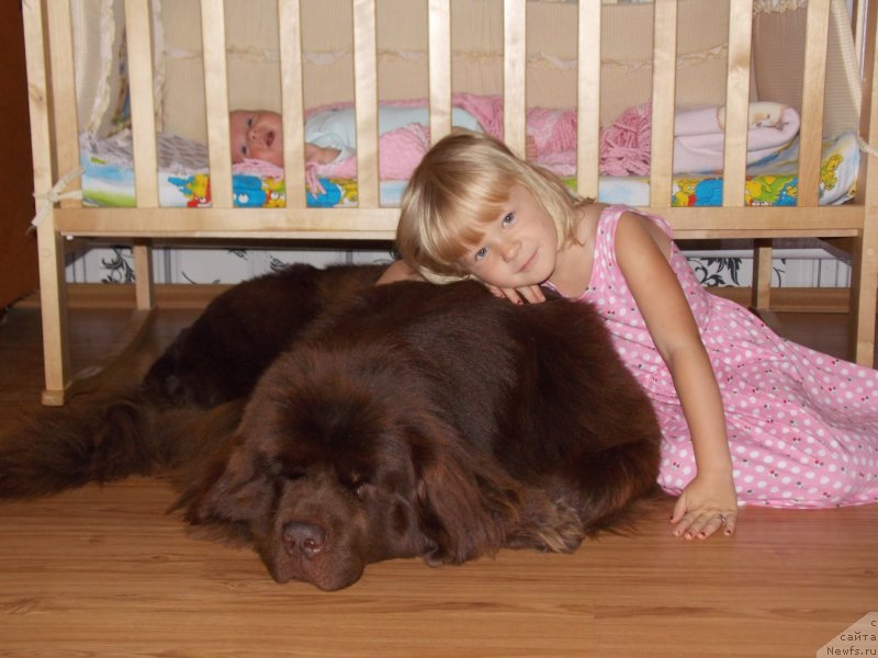 Фото: ньюфаундленд Хохотушка с Берега Дона (Hohotushka s Berega Dona)