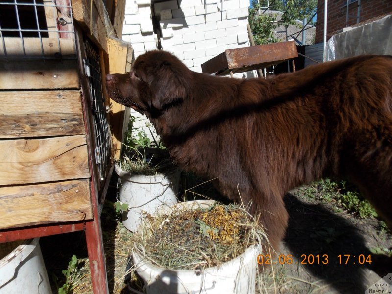 Фото: ньюфаундленд Хохотушка с Берега Дона (Hohotushka s Berega Dona)