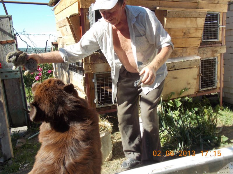 Фото: ньюфаундленд Хохотушка с Берега Дона (Hohotushka s Berega Dona)