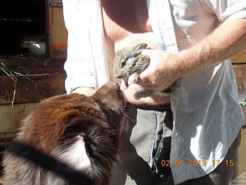 Фото: ньюфаундленд Хохотушка с Берега Дона (Hohotushka s Berega Dona)