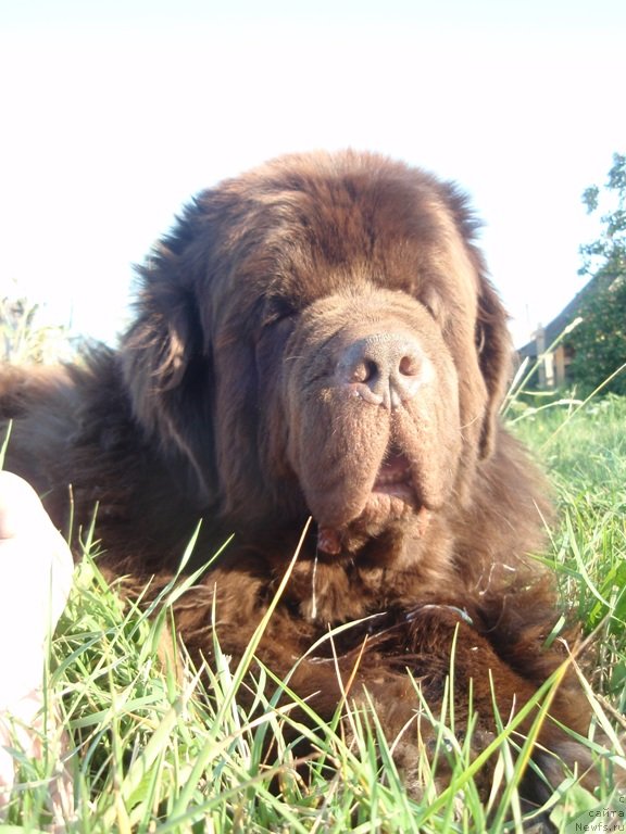 Фото: ньюфаундленд Супер Премиум Брабус