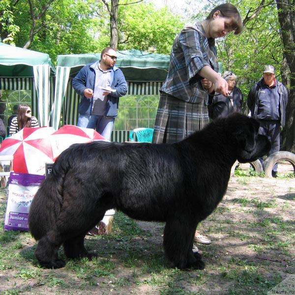 Фото: ньюфаундленд Лунная Соната из Племени Кедра