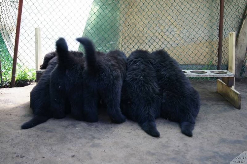 Фото: ньюфаундленд Смигар Лакост, ньюфаундленд Смигар Легенда Весны (Smigar Legenda Vesny), ньюфаундленд Смигар Лав Стори (Smigar Love Story), ньюфаундленд Смигар Лаки Страйк, ньюфаундленд Смигар Ланком Визаж, ньюфаундленд Смигар Лариста Бьюти, ньюфаундленд Смигар Ла Рошаль