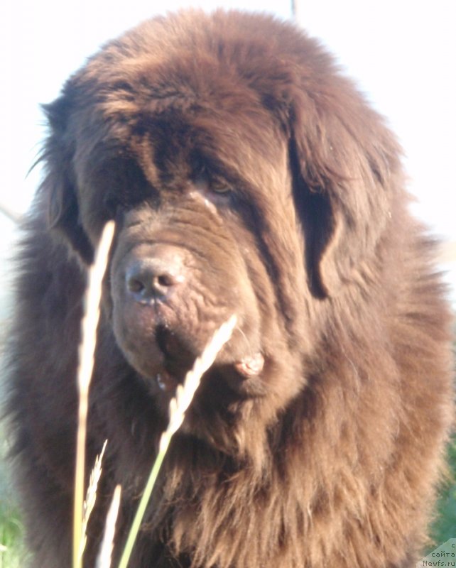 Фото: ньюфаундленд Супер Премиум Брабус