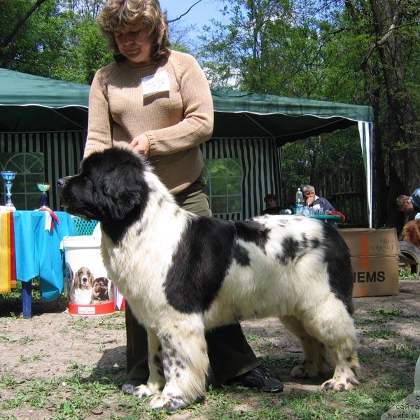 Фото: ньюфаундленд Плюшевая Панда Дениза для Берега Дона (Plushevaya Panda Deniza Dlja  Berega Dona)