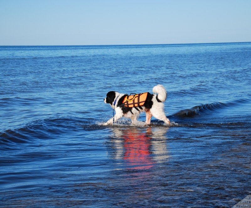 Фото: ньюфаундленд Хьюго Босс из Уникальной Коллекции