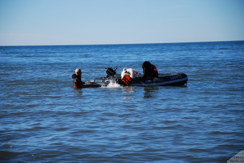 Фото: ньюфаундленд Хьюго Босс из Уникальной Коллекции