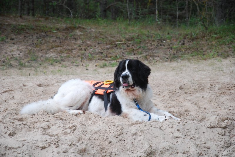 Фото: ньюфаундленд Хьюго Босс из Уникальной Коллекции