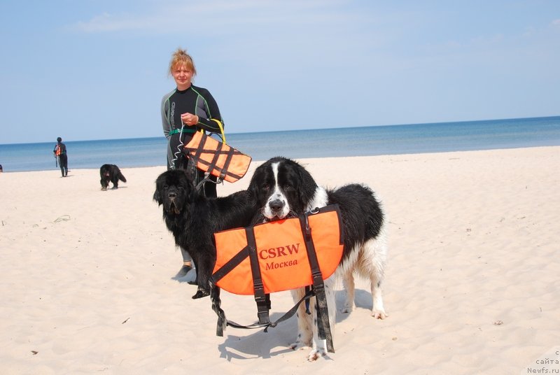 Фото: ньюфаундленд Хьюго Босс из Уникальной Коллекции, Галина Костюхова