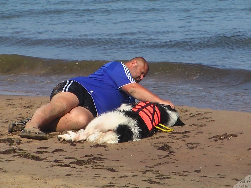 Фото: Юрий Малев, ньюфаундленд Хьюго Босс из Уникальной Коллекции