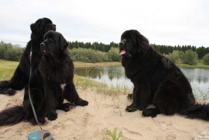 Фото: ньюфаундленд Бегущая по Волнам Зеро Коол, ньюфаундленд Neretum Tribe Xagrid, ньюфаундленд Янтарная Мечта