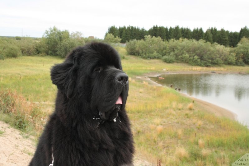 Фото: ньюфаундленд Бегущая по Волнам Зеро Коол