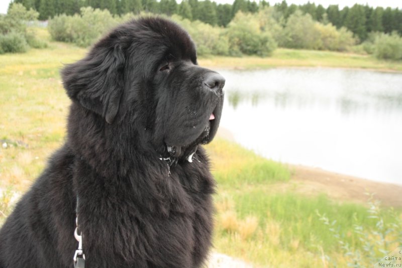 Фото: ньюфаундленд Бегущая по Волнам Зеро Коол