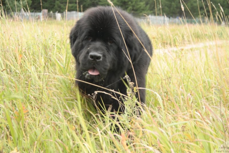 Фото: ньюфаундленд Бегущая по Волнам Зеро Коол