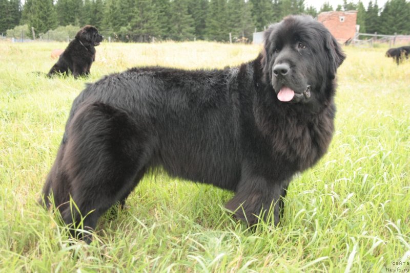 Фото: ньюфаундленд Neretum Tribe Xagrid