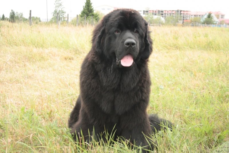 Фото: ньюфаундленд Янтарная Мечта