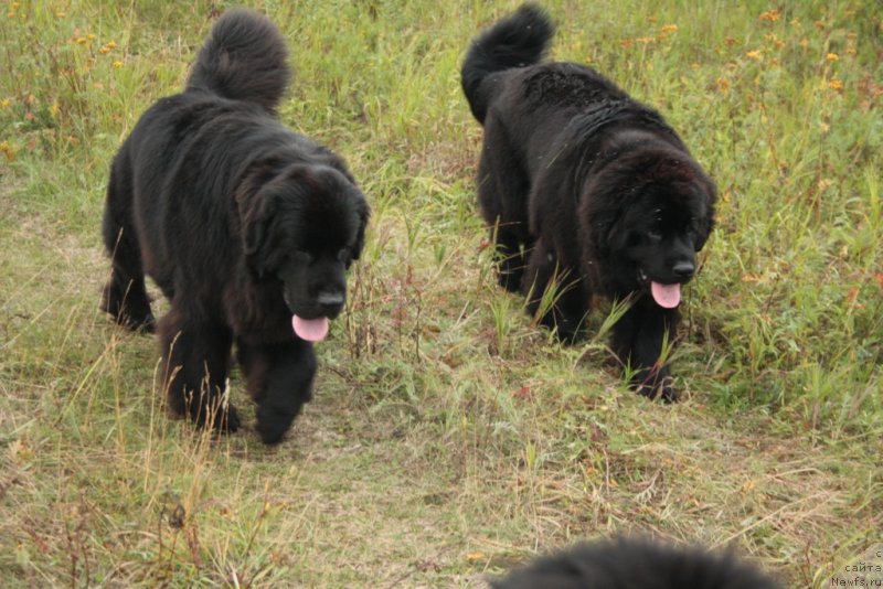 Фото: ньюфаундленд Neretum Tribe Xagrid, ньюфаундленд Янтарная Мечта