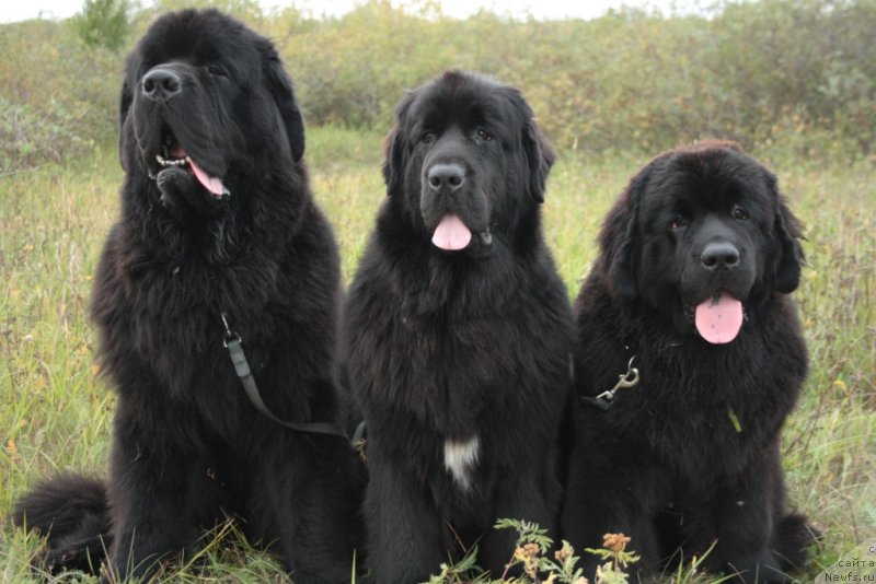 Фотография № 132889