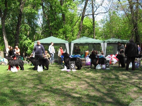 Фото: ньюфаундленд Пчёлкин Дом Аврора (Pchiolkin Dom Avrora), ньюфаундленд Арх Бьюти От Чары Первая (Arh Beauty Ot Chary Pervaya), ньюфаундленд Виктория с Золотого Праздника, ньюфаундленд Даниэлла Стил из Медвежьего Яра, ньюфаундленд Лунная Соната из Племени Кедра