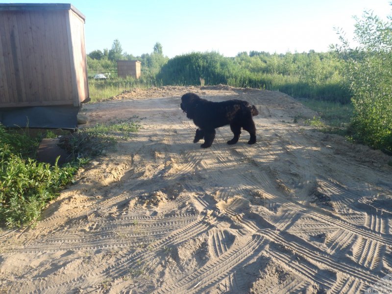 Фото: ньюфаундленд Дак Прайд Версаче (Dark Pride Versace)