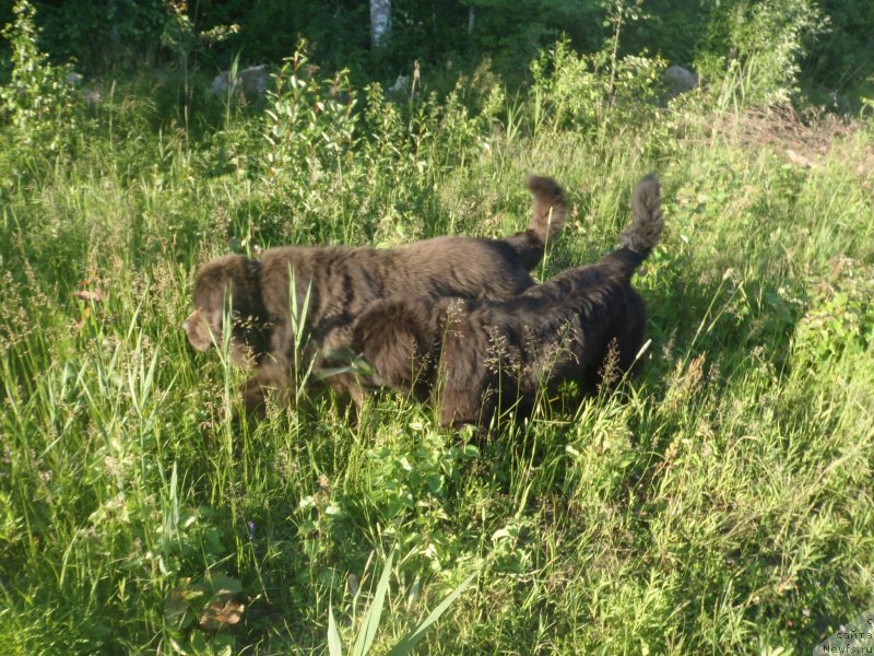Фото: ньюфаундленд Дак Прайд Версаче (Dark Pride Versace)