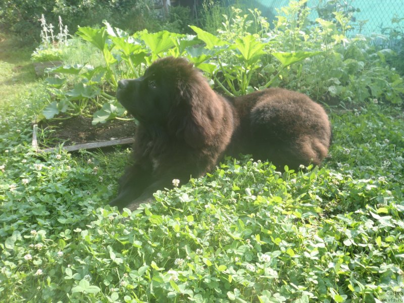 Фото: ньюфаундленд Дак Прайд Версаче (Dark Pride Versace)