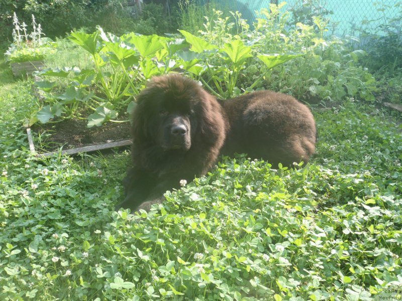 Фото: ньюфаундленд Дак Прайд Версаче (Dark Pride Versace)