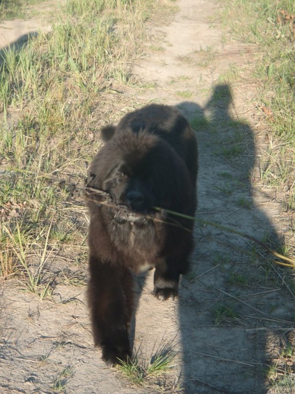 Фото: ньюфаундленд Дак Прайд Версаче (Dark Pride Versace)