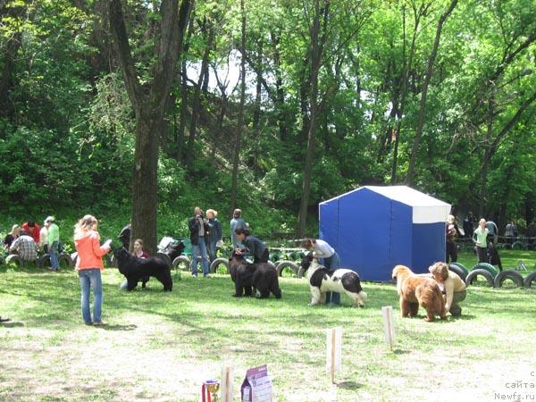 Фото: ньюфаундленд Избранница Судьбы с Берега Дона (Izbrannitsa Sudby s Berega Dona), ньюфаундленд Дашенька с Берега Дона, ньюфаундленд Плюшевая Панда Дениза для Берега Дона (Plushevaya Panda Deniza Dlja  Berega Dona), ньюфаундленд Ёка Она с Берега Дона (Joka Ona s Berega Dona)