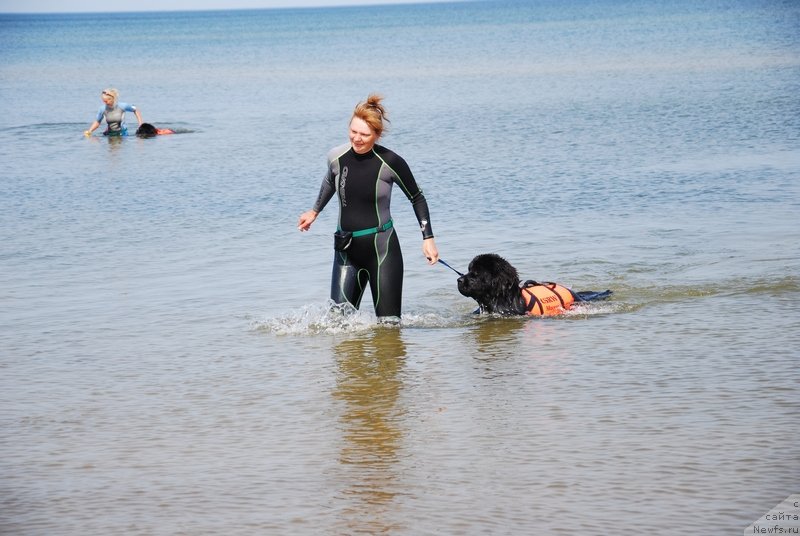 Фото: Галина Костюхова, ньюфаундленд Аз Труэ Бегущая по Волнам Династия Совершенства (As True for Beguschaya po Volnam Dinastiya Soverchenstva)