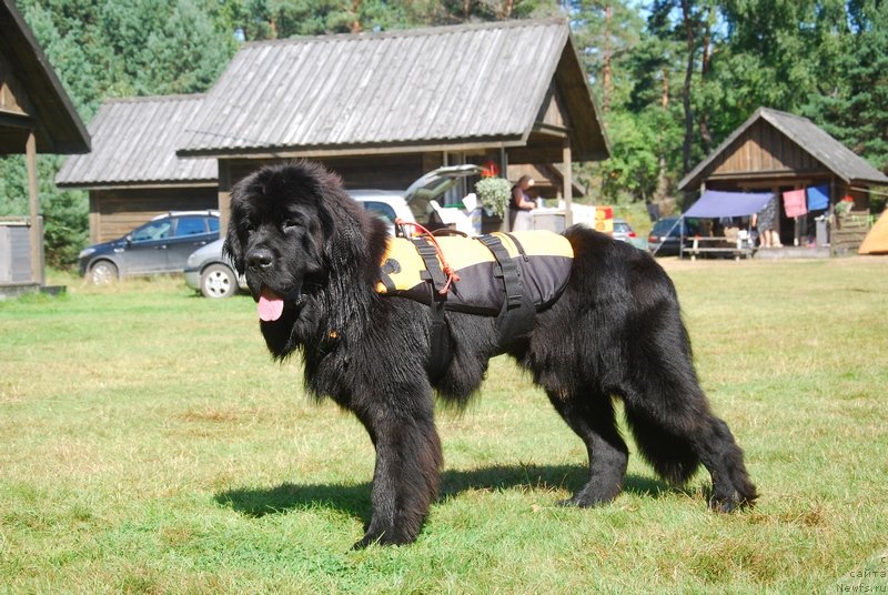 Фото: ньюфаундленд Аз Труэ Бегущая по Волнам Династия Совершенства (As True for Beguschaya po Volnam Dinastiya Soverchenstva)