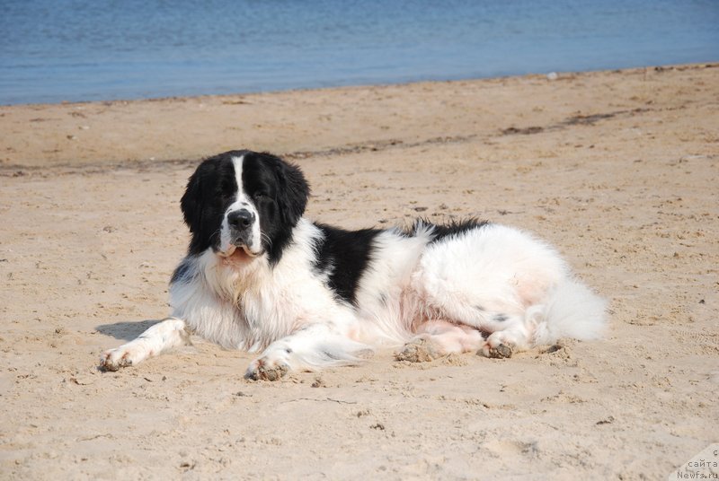 Фото: ньюфаундленд Хьюго Босс из Уникальной Коллекции