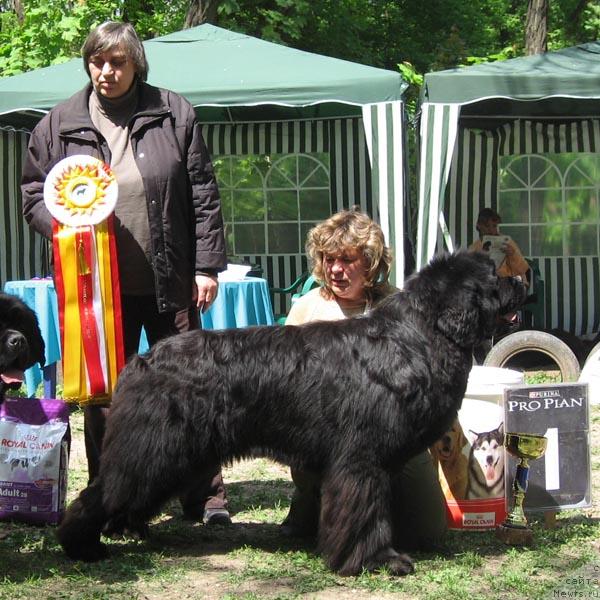 Фото: Наталья Потехина, ньюфаундленд Доджер от Сибирского Медведя (Dodger ot Sibirskogo Medvedja), Наталья Татаринова