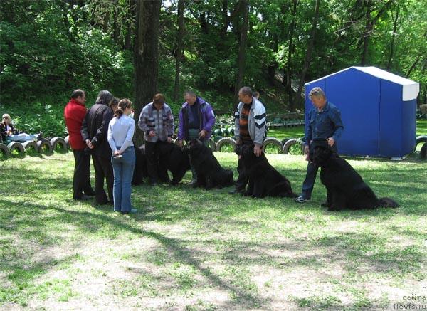 Фото: ньюфаундленд Доджер от Сибирского Медведя (Dodger ot Sibirskogo Medvedja), ньюфаундленд Виктория с Золотого Праздника, ньюфаундленд Кай Чёрное Чудо, ньюфаундленд Камелия из Южного Города, ньюфаундленд Закадычный Друг с Берега Дона (Zakadychny Dryg s Berega Dona)