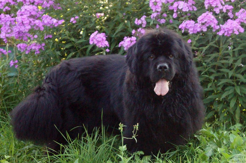 Фотография № 132920