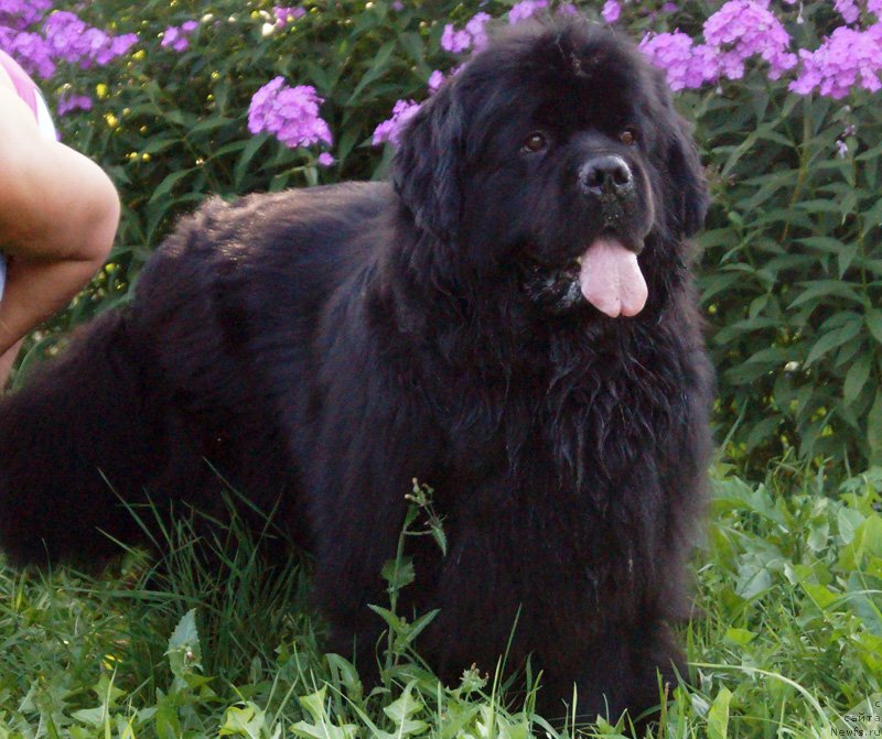 Фотография № 132921