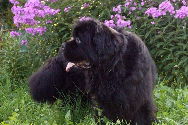 Фотография № 132922