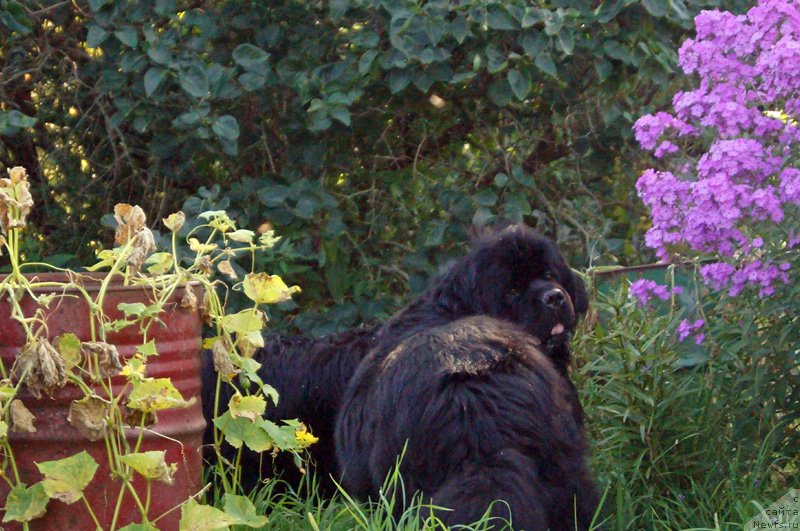 Фотография № 132924