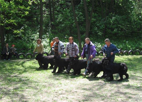 Фото: ньюфаундленд Доджер от Сибирского Медведя (Dodger ot Sibirskogo Medvedja), ньюфаундленд Виктория с Золотого Праздника, ньюфаундленд Кай Чёрное Чудо, ньюфаундленд Камелия из Южного Города, ньюфаундленд Закадычный Друг с Берега Дона (Zakadychny Dryg s Berega Dona)