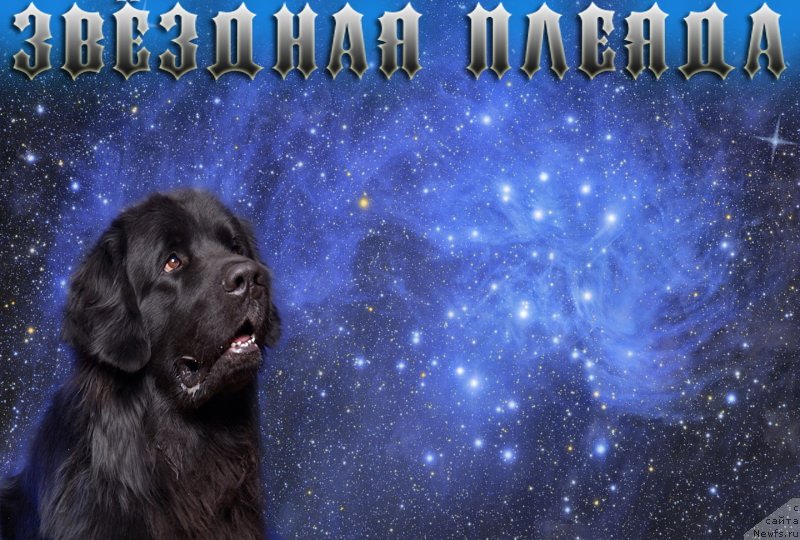 Фото: ньюфаундленд Арманьяк Души Моей