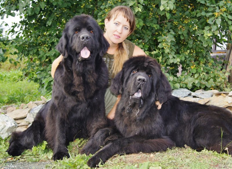 Фото: ньюфаундленд Их Высочество Баттерфляй Блэк Омелия, ньюфаундленд Фанньюф Тибул Желанный для Их Высочества, Ольга Трапезникова