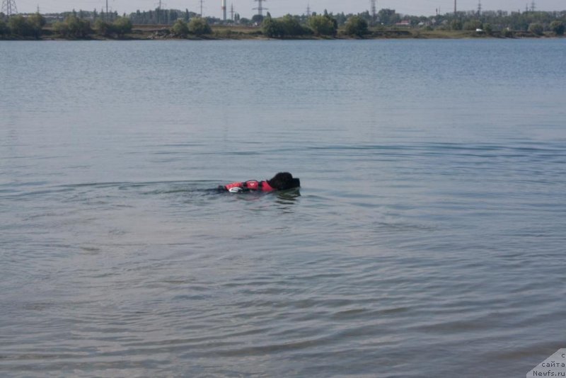 Фото: ньюфаундленд Бегущая по Волнам Елегант Елизабетх