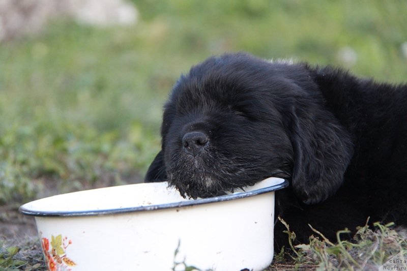 Фото: ньюфаундленд Аквиан Сонг Ландертингер
