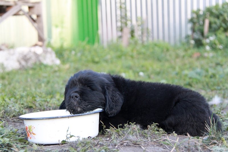 Фото: ньюфаундленд Аквиан Сонг Ландертингер