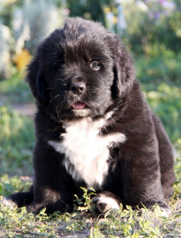 Фото: ньюфаундленд Аквиан Сонг Ландертингер