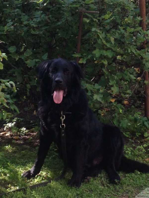 Фотография № 132981