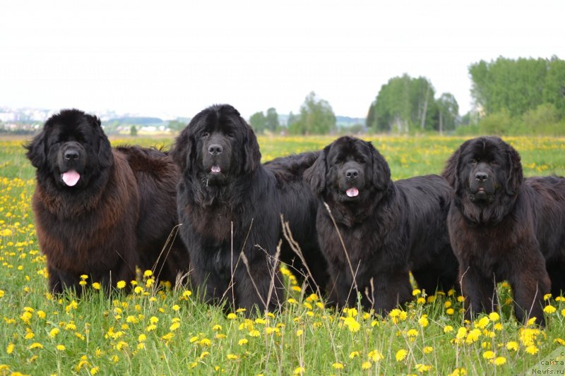 Фото: ньюфаундленд Уильям Наследник Трона, ньюфаундленд Симбад Покоритель Морей, ньюфаундленд Нефертити Красавица Грядет, ньюфаундленд Скарлет О'Хара